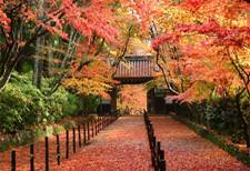 http://www.kyoto.travel/images/aboutkyoto/t09111.jpg